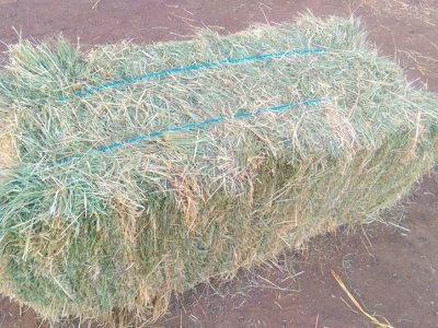 Low-Sugar-Native-grass-with-Teff-hay