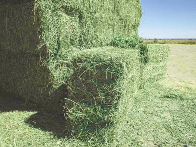 PREMIUM-ALFALFA-HAY-FOR-SALE