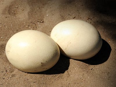 Close up of ostrich egg