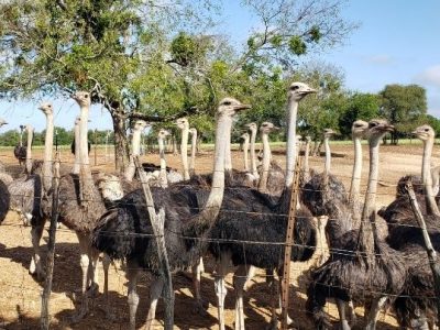 ostrich-adults-002