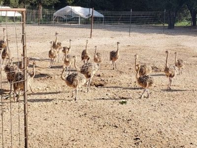 ostrich-day-2-3month-chicks-001