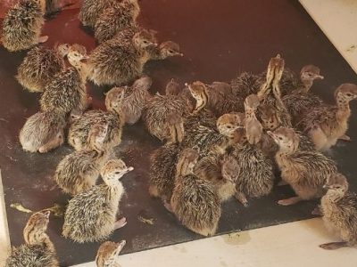 ostrich-day-old-chicks-001
