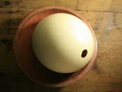 ostrich-egg-shell-1394131380yVf