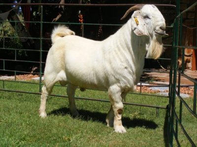 savanna-goat-2